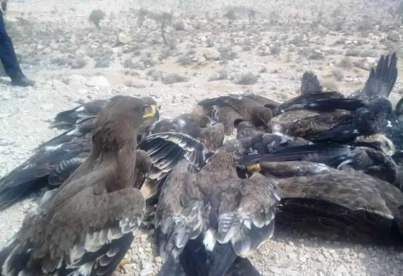 27پرنده شکاری و عقاب به دلیل مسمومیت تلف شدند