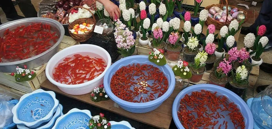 نکات مهم برای رهاسازی ماهی قرمز