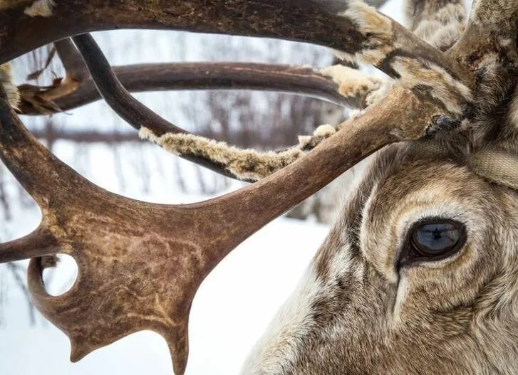 عکس روز نشنال جئوگرافیک