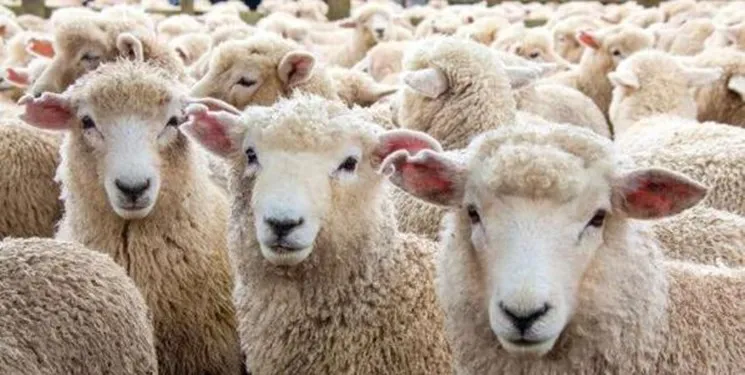 دو راهکار برای تعادل دام و پایداری قیمت گوشت قرمز