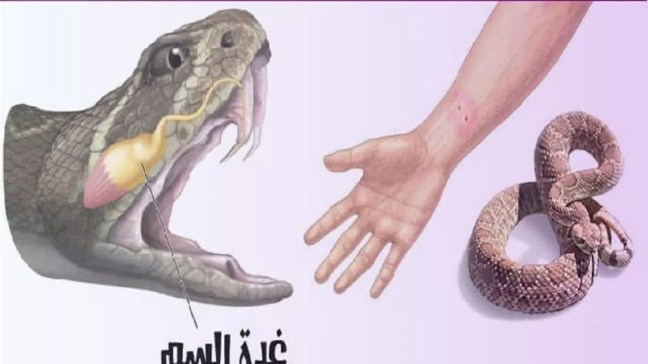زهر مار چیست و چه تاثیری بر بدن دارد؟
