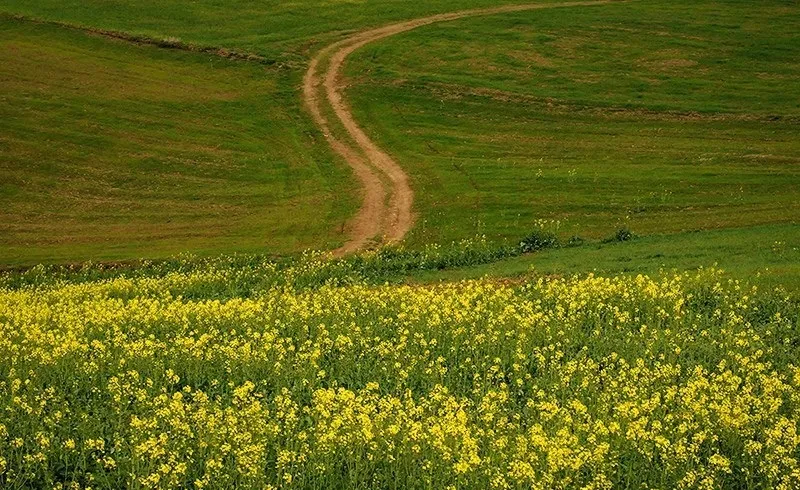 افزایش تولید کلزا برای رشد تولید روغن