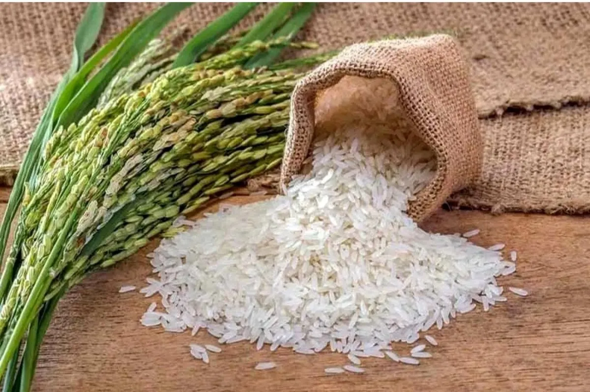 قیمت برنج ایرانی امروز ۱۸ اردیبهشت ۱۴۰۴ / برنج هاشمی کیلویی چند؟ + جدول