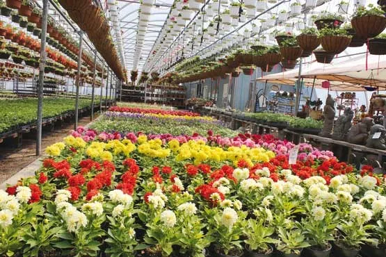 صادرات گل نیازمند حمایت دولتی