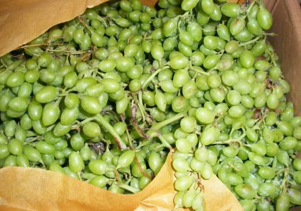 خواص باورنکردنی غوره در طب اسلامی و مدرن + عوارض