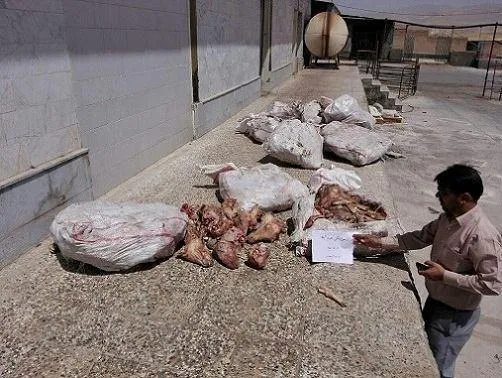 کشف ۴ تن کله پاچه فاسد از یک سردخانه
