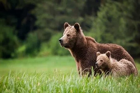 مشاهده خرس قهوه‌ای و ۲ توله‌اش در فارس + فیلم