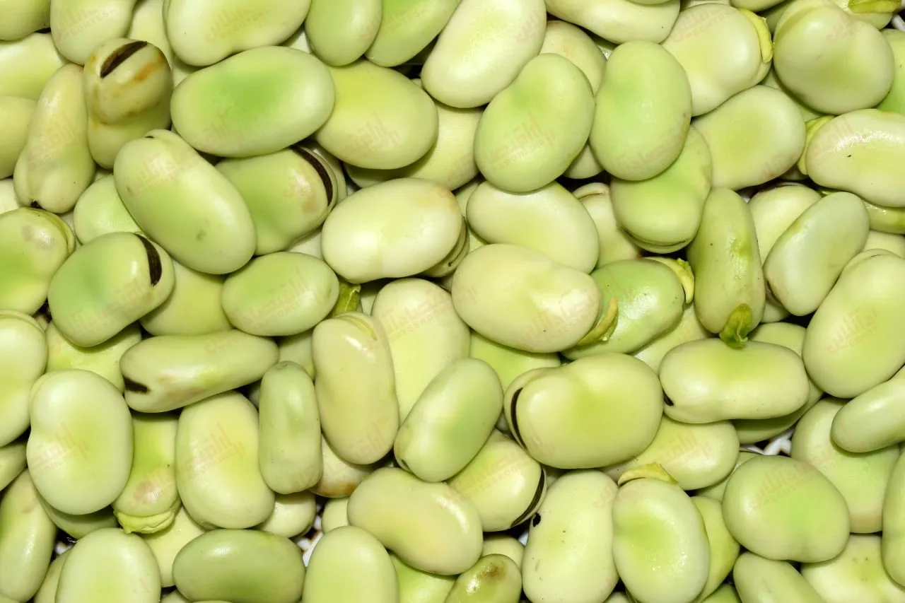 خواص باقالا از دیدگاه امام رضا (ع) و طب مدرن