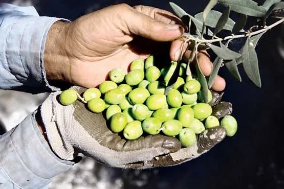 35 درصد؛ کاهش تولید میوه زیتون