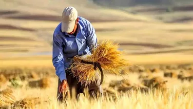 نرخ-خرید-تضمینی-گندم-اعلام-شد