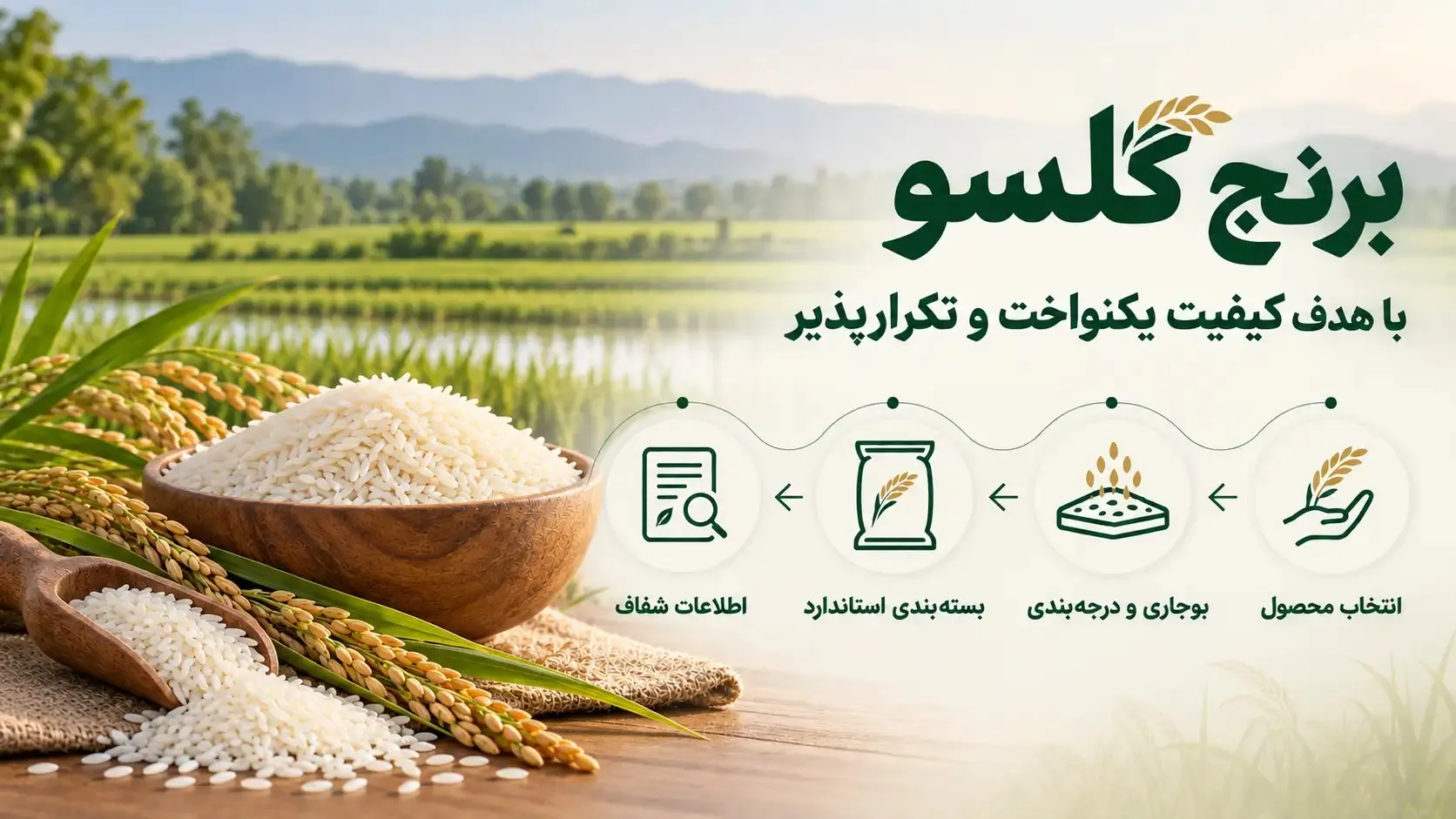 برنج گلسو با هدف ارائه کیفیت یکنواخت و تکرارپذیر عرضه شد 
