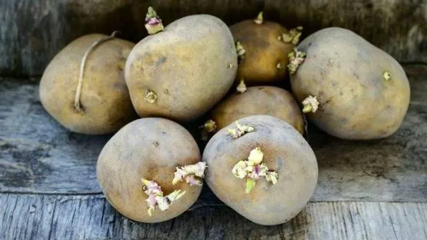 سیب‌زمینی جوانه زده رو میشه خورد؟ +عکس