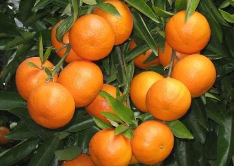 جشنواره بهاره در برابر دلالان