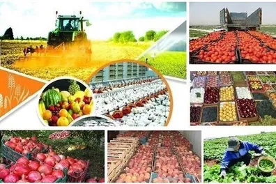 بحران-صادرات-محصولات-کشاورزی-برگشت-محصولات-ایران-بررسی-شد