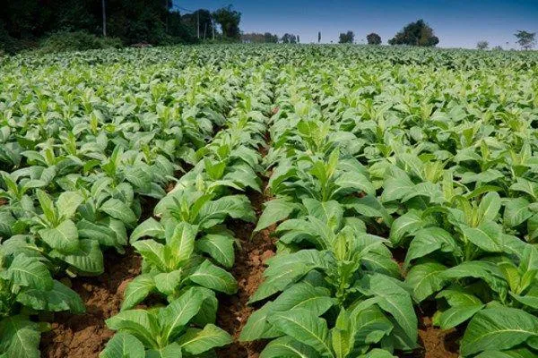 امکان صادرات توتون‌ های سنواتی بدون محدودیت