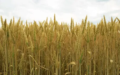 خبر-مهم-برای-گندم-کاران-قیمت-خرید-تضمینی-به-زودی-اعلام-می-شود
