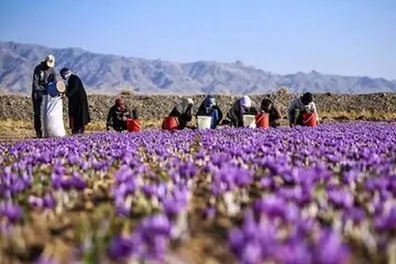 قیمت-زعفران-در-بازار-چقدر-است-جدول