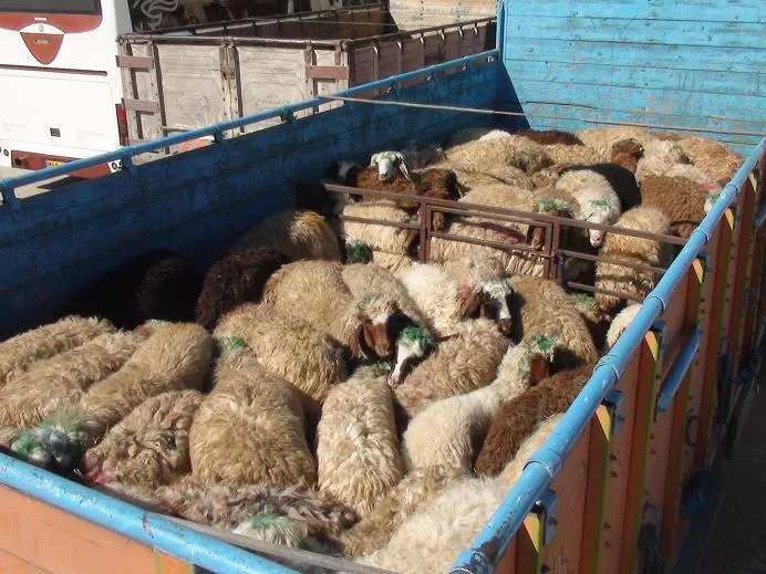 قاچاق دام به کشورهای عربی وجود ندارد