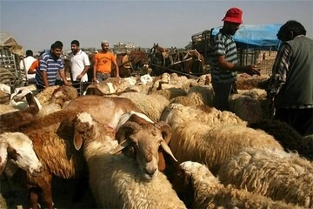 اعلام قیمت دام زنده / قیمت گوشت کاهش می‌یابد