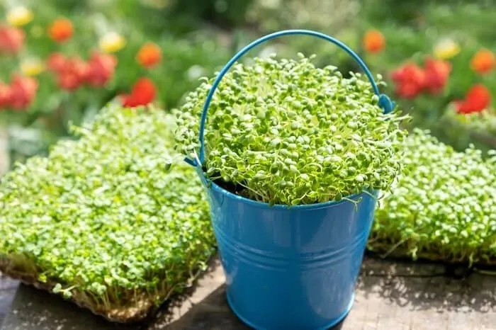این اشتباه باعث زرد شدن سبزه عید می شود