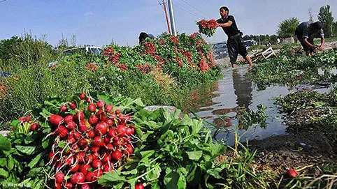 آبیاری ۱۵۰۰ هکتار از مزارع کشاورزی با فاضلاب