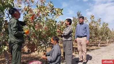 تولید-بیش-از-2-هزار-تن-پسته-در-آذربایجان-شرقی