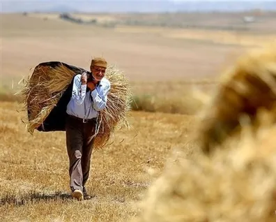 مطالبات-گندم-کاران-پرداخت-شد