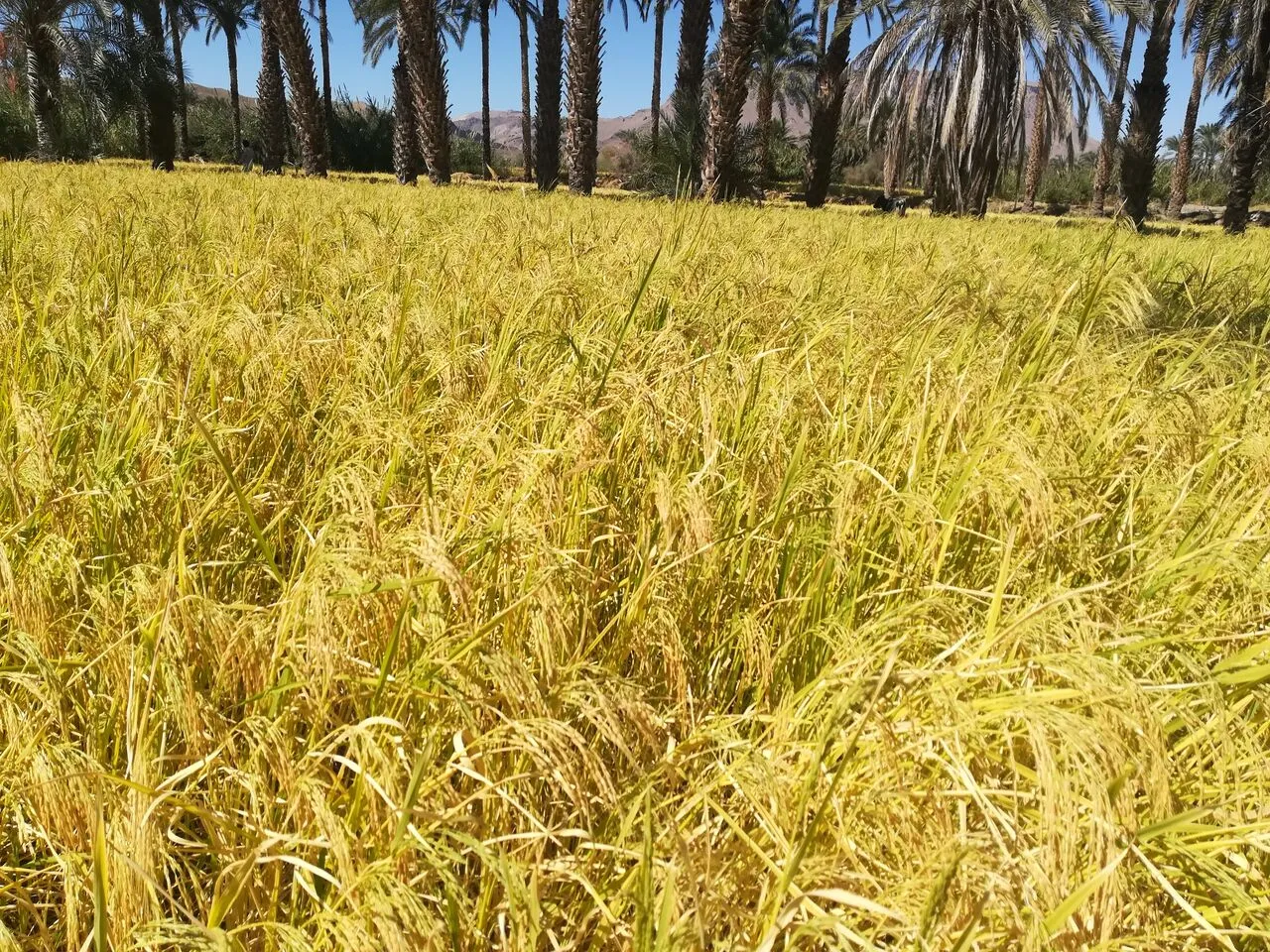 کشت برنج در استان لرستان ممنوع شد