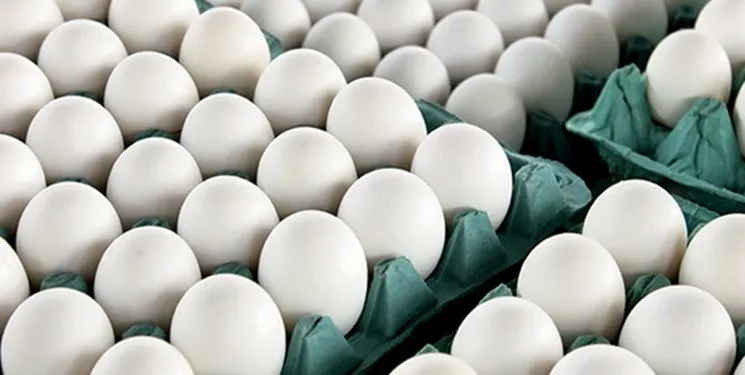 ۱۱ هزار تومان؛ قیمت تخم‌مرغ درب مرغداری‌