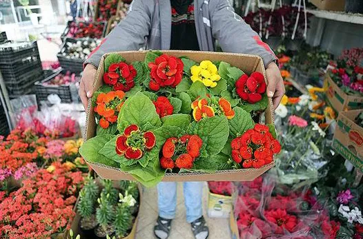 بازار گل خالی از دلال‌/ هزینه گل‌آرایی؛ ۳۰درصد قیمت فاکتورفروش