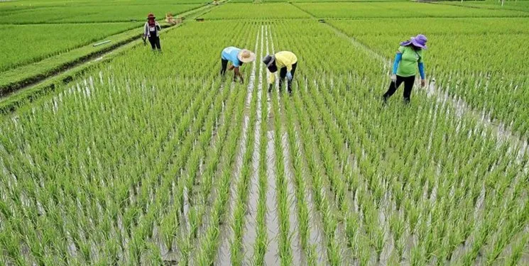شاخص مکانیزاسیون زراعت برنج کشور به ۸۰درصد رسید