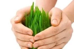 ۱۲پیشنهاد برای حل مشکل بیمه کشاورزی