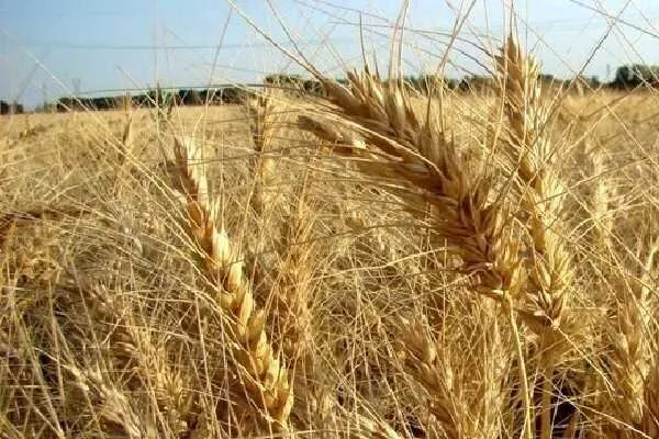 گرانی جهانی مواد غذایی رکورد ۱۰ساله زد