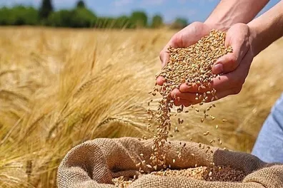 تسهیل-بی-سابقه-در-واردات-نهاده-های-دامی-هزینه-واردکنندگان-ظرف-2-هفته-پرداخت-می-شود