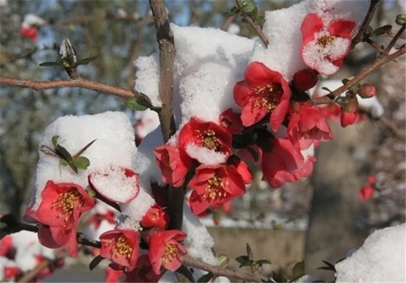 دولت به باغداران خسارت نداد