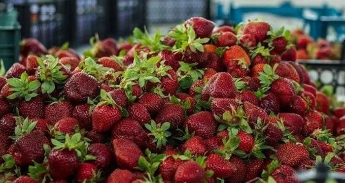 نرخ داغ میوه‌های نوبرانه
