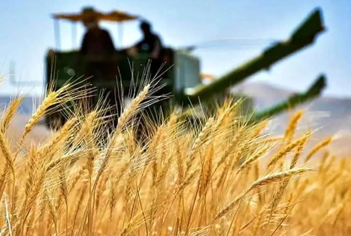 نرخ خرید تضمینی گندم ۱۴۰۴ـ۱۴۰۵ اعلام شد
