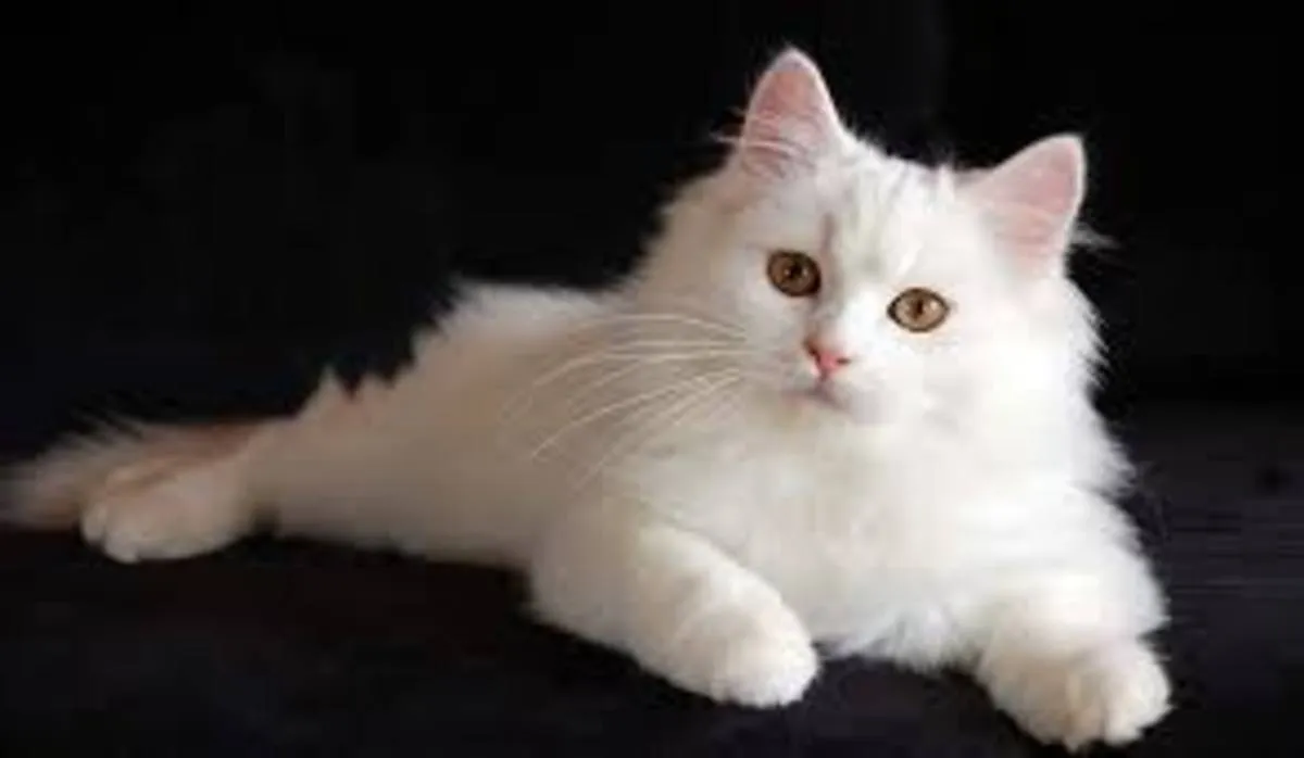 انعطاف بدنی عجیب یک گربه + فیلم