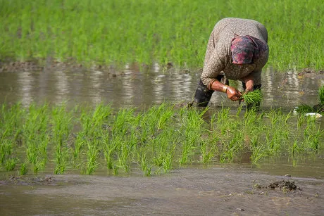 تیر آخر دولت برای 