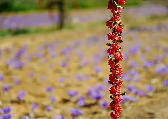 برداشت زرشک ایرانی