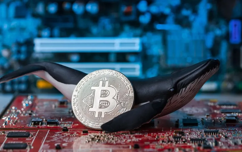 چگونه در دام نهنگ های بیت کوین نیفتیم؟