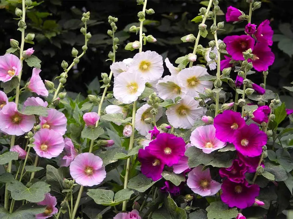 خواص گل ختمی برای پوست و مو + نحوه استفاده