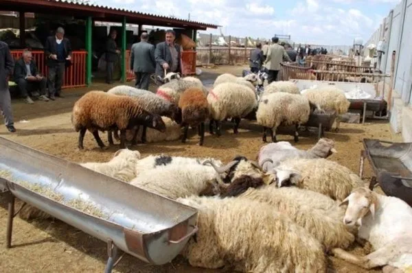 کمبود گوسفند برای قربانی در ماه محرم جدی است؟