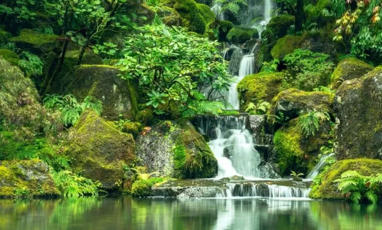 تست بینایی؛ ۱۰ ثانیه برای پیدا کردن مار در جنگل فرصت دارید!