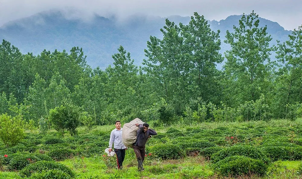 پرداخت ۷۰درصدی مطالبات چای‌کاران/ پیش‌بینی برداشت بیش از ۱۰۰هزار تُن برگ سبز چای تا پایان مهر