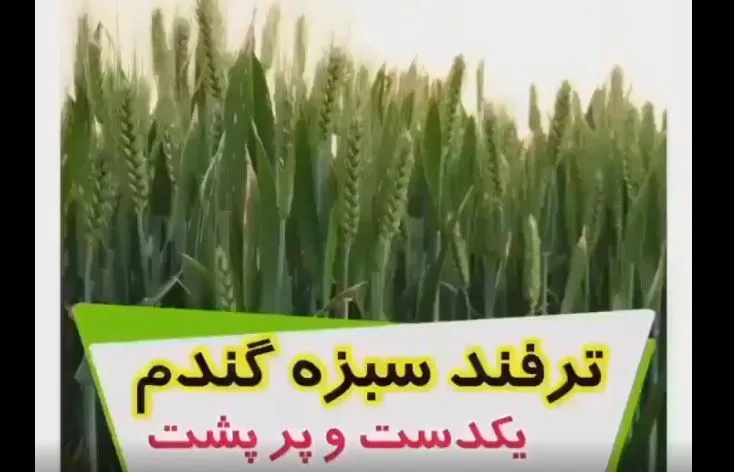 آموزش کاشت سبزه گندم مرحله به مرحله / نکات مهم برای پرپشت شدن سبزه عید