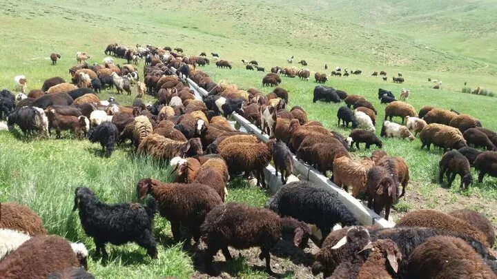 خرید تضمینی دام عشایر از ۴ دی ماه آغاز می‌ شود