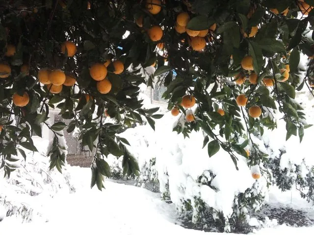 کشاورزان برای فروش مرکبات خود عجله نکنند