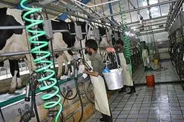 غفلت از بازارهای صادراتی، مشکل تولید لبنیات کشور