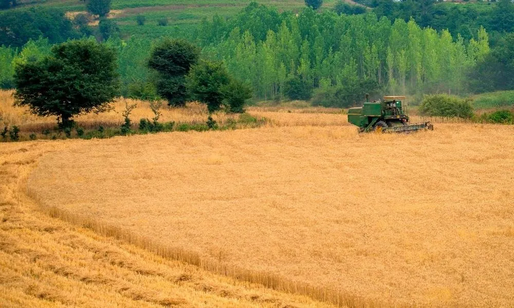 پرداخت مطالبات گندمکاران به زودی